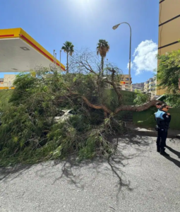 Baum Begrub Auto Unter Sich