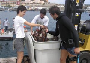 Gran Canaria Nord Las Palmas Keine Pulpo Farm Für Las Palmas